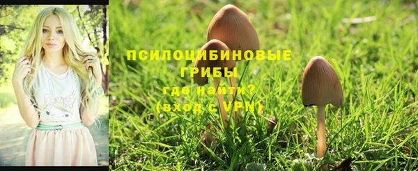 индика Беломорск